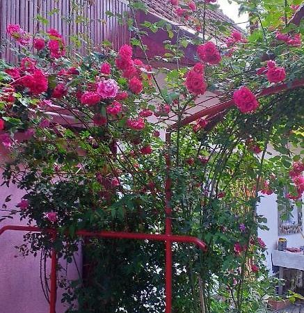 فيلا Casa Boierului Imbri Cîrţişoara المظهر الخارجي الصورة