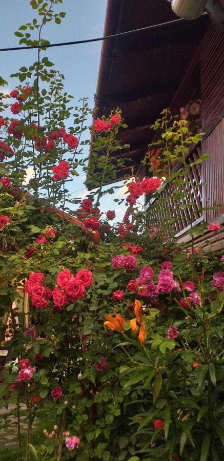 فيلا Casa Boierului Imbri Cîrţişoara المظهر الخارجي الصورة